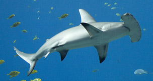 Sphyrna zygaena_06.jpg